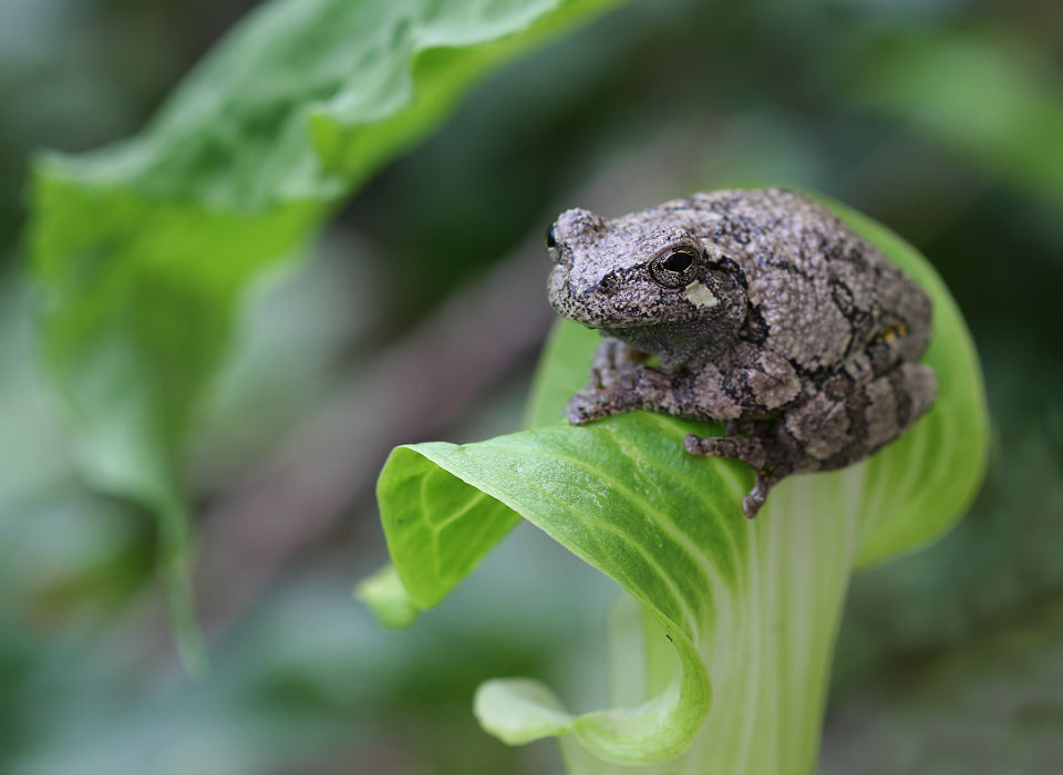 Gray Treefrog
